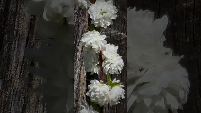 IV_SOS 001 - 'A Lovely Spring Day' смотреть онлайн