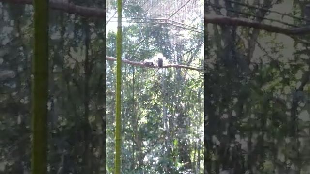 парк птиц в парке Игуасу. Бразилия. первая часть смотреть онлайн