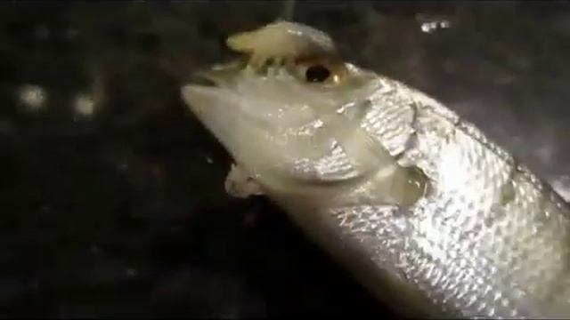 Tongue eating louse (Cymothoa exigua) & Anilocra physodes смотреть онлайн