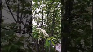 Черемуха краса Сибири