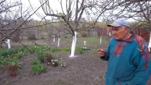 Побелка деревьев известью