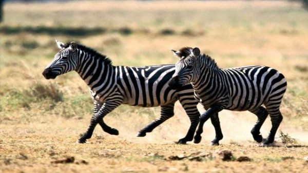 зебра zebra