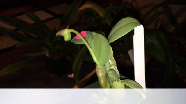 OREGON ORCHID SHOW & SALE 2016 -ORCHID HAUL смотреть онлайн