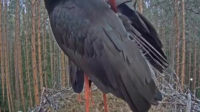 nest black stork relaxing music relaxation гнездо черный аист звуки леса ! смотреть онлайн