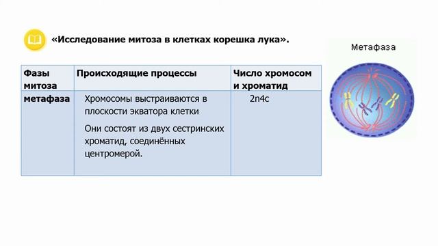 III - четверть, Биология, 9 класс, Митоз. Фазы митоза смотреть онлайн
