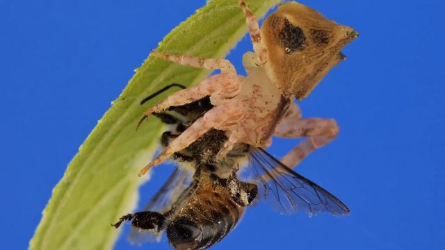 Crab Spider with Honey Bee from Ecuador смотреть онлайн