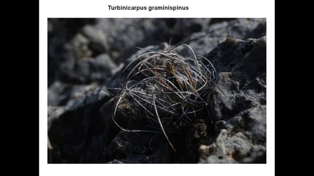 Turbinicarpus Graminispinus And Other Cacti