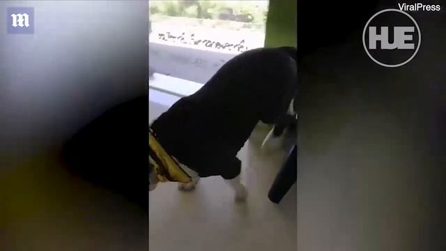 Бульдогу из желудка достали 32 резиновые уточки смотреть онлайн