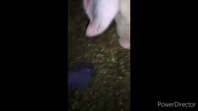 Долгожданный новосёл)))Покупка поросенка  Ландраса на свинокомплексе)