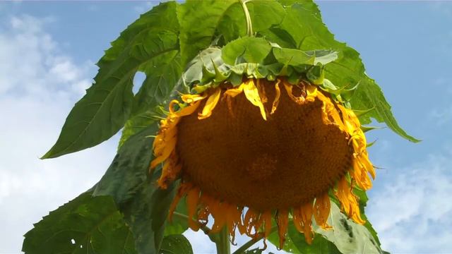 Building a Sunflower House at The King's Garden at Fort Ticonderoga! смотреть онлайн
