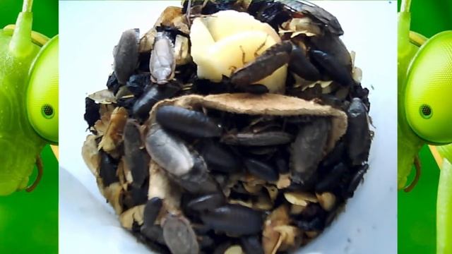 Семейство тараканов