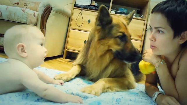 Немецкая овчарка и младенец смотреть онлайн