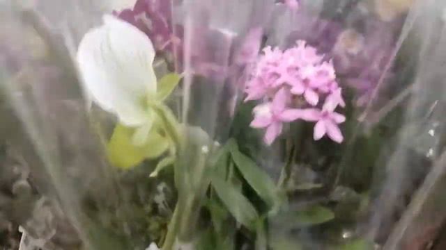 Завоз орхидей Леруа Мерлен в Юдино Моск. Обл. 03.05.21. смотреть онлайн