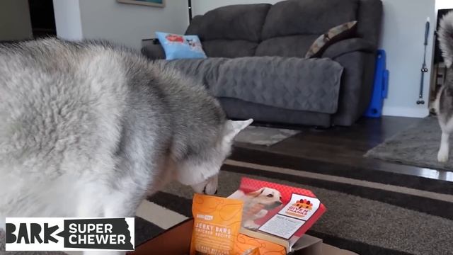 My Husky Puppies FIRST Super Chewer BARK Box Unboxing! смотреть онлайн