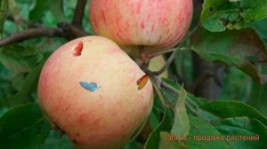 Яблоня обыкновенная Грушовка Московская ? обзор: как сажать, саженцы яблони Грушовка Московская