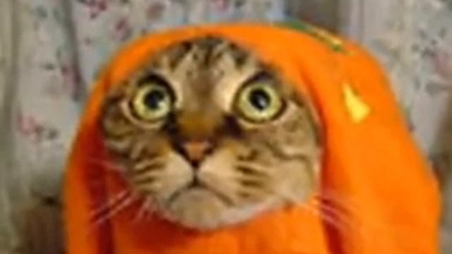 Безумные коты!!! смотреть онлайн