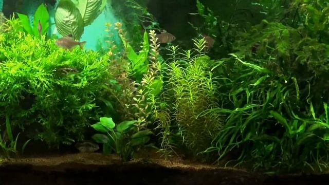 АКВАРИУМ / ГРУНТ / ГРУНТ ДЛЯ АКВАРИУМА / ЛУЧШИЙ ГРУНТ ДЛЯ АКВАРИУМА смотреть онлайн