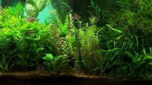 АКВАРИУМ / ГРУНТ / ГРУНТ ДЛЯ АКВАРИУМА / ЛУЧШИЙ ГРУНТ ДЛЯ АКВАРИУМА