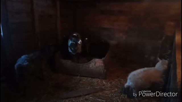 Приехал жених. Настоящий козел. смотреть онлайн