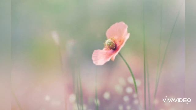НЕ ОТПУСКАЙТЕ ТЕХ , С КЕМ СЧАСТЛИВА ДУША.... Ещё раз про любовь...❤💘 смотреть онлайн