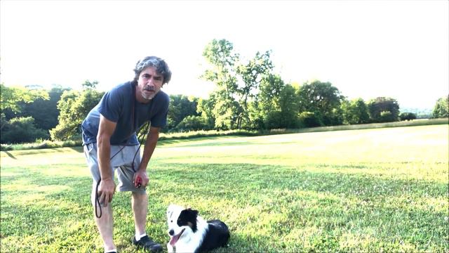 Off Leash Test ( Heel) Australian Shepherd