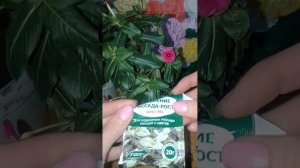 Уход за катарантусом зимой в квартире.  Цветение катарантуса зимой.