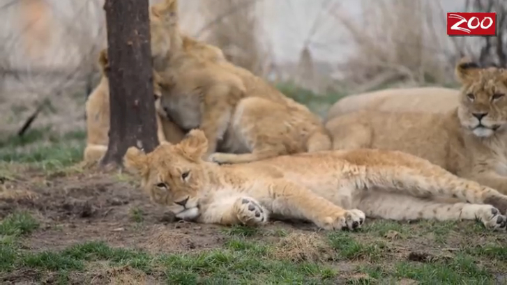Ленивый львиный день смотреть онлайн