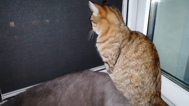 теперь их два, жара для котов смотреть онлайн