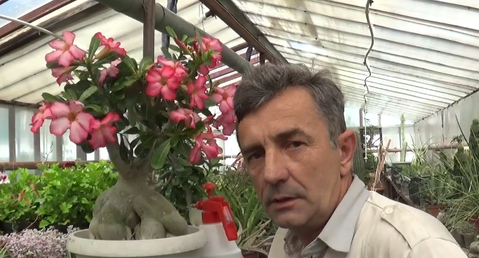Как удобрять Адениумы.mp4