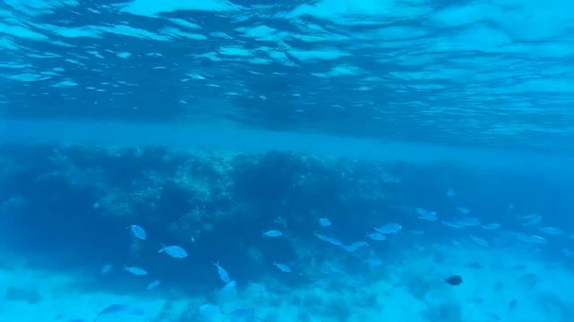 Рыбы Красного моря. Шарм Эль Шейх смотреть онлайн