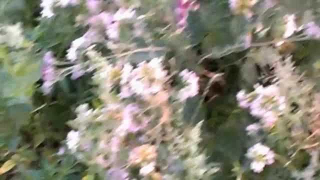 Вопрос!! Колибри в Кудымкаре? (Disputable matters. Hummingbird in Kudymkar?) смотреть онлайн