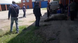 Как резали корову на курбан байрам