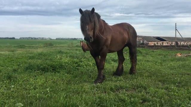 К продаже предлагаются кобылы тяжеловозы. ? В количестве 8 голов. Часть 1. смотреть онлайн