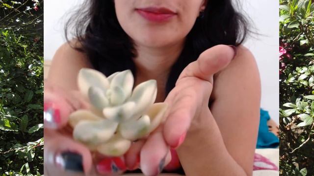 Graptopetalum Victor Kane Variegado