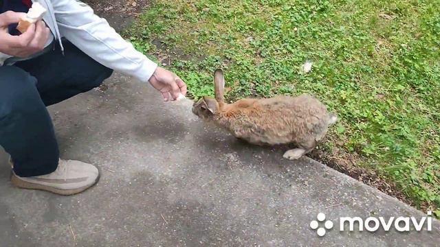 Турбаза Глобус плюс в Манжероке июнь 2023 смотреть онлайн