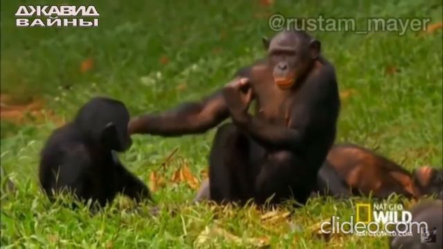 ДЖАВИД ПРИКОЛЫ! 3 ЧАСТЬ (В МИРЕ ЖИВОТНЫХ)