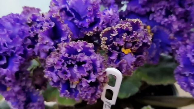 Фиалки! Шесть универсальных сортов из моей коллекции! смотреть онлайн