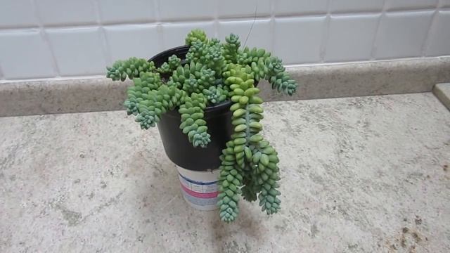 #Suculentadodia! | Sedum Morganianum ou Burrito смотреть онлайн