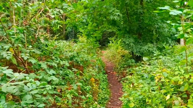 Бушующий ветер в парке | Мягкая осень | Золотое покрывало обочин дорог | октябрь 2023 смотреть онлайн