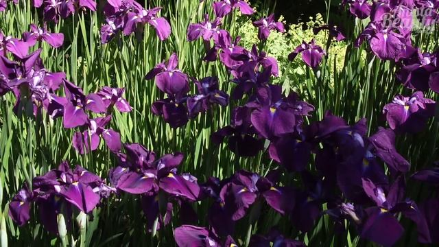 G Parfums: обзор 10 ароматов Олега Грабчука! | Anisia Beauty смотреть онлайн