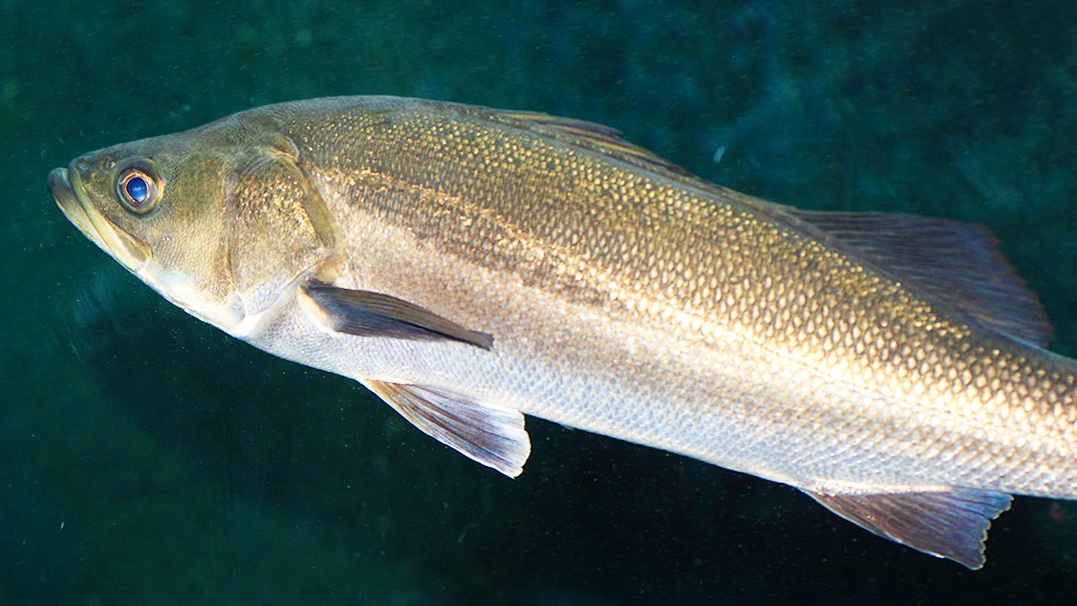 Лаврак (первая часть) смотреть онлайн