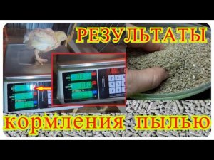 Рост птицы на "крупке" от Маркорм.