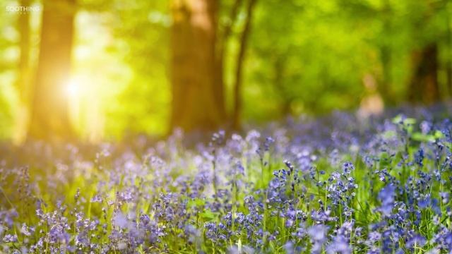 Relaxing Piano Music -  Beautiful Relaxing Music, Sleep Music & Study Music