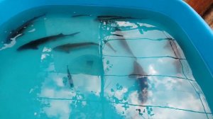 Разведение форели и осетра в домашних условиях.