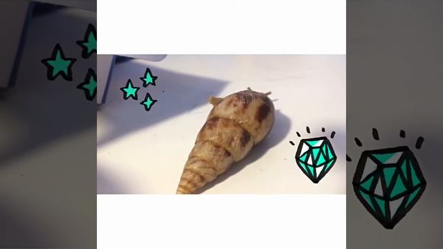 Лимиколярия Нира. смотреть онлайн