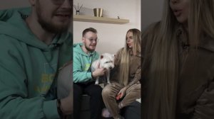 5 умений вест хайленд вайт терьера