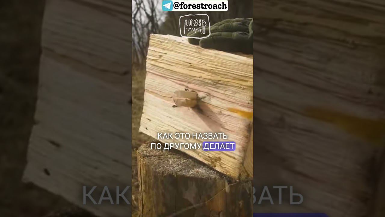 ПОЧЕМУ В РОССИИ НЕ ЛЮБЯТ БУШКРАФТ? #forestroach #бушкрафт #выживание #woodworking #diy #bushcraft смотреть онлайн