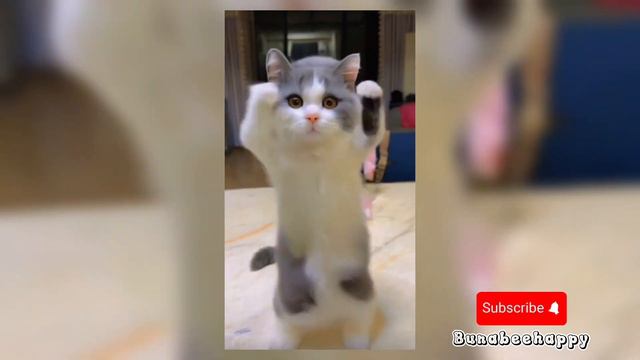 KUCING JOGET OKE GAS | GEMOY PART 2 | 30 MENIT