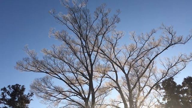 白石かずこ　「鳥」　(菅原博文) смотреть онлайн