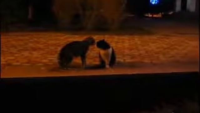Драки кошек и котов! Кошачий бой! Слабонервным не смотреть! Как дерутся кошки! смотреть онлайн